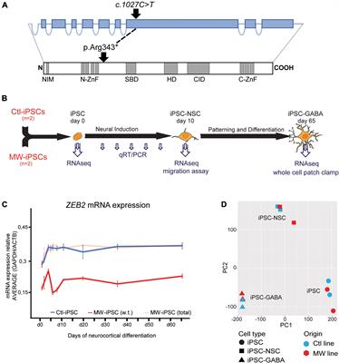 ZEB2 haploinsufficient Mowat-Wilson syndrome induced pluripotent stem cells show disrupted GABAergic transcriptional regulation and function